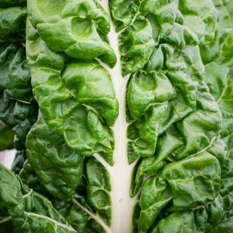 Bietola with White Rib 3 race B in seedlings (Fogliame)
