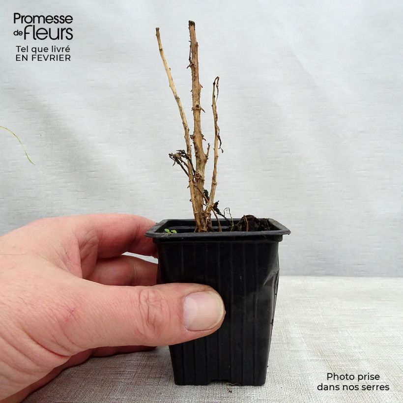 Pepino - Solanum muricatum Vasetto da 7/8 cm esemplare consegnato in inverno