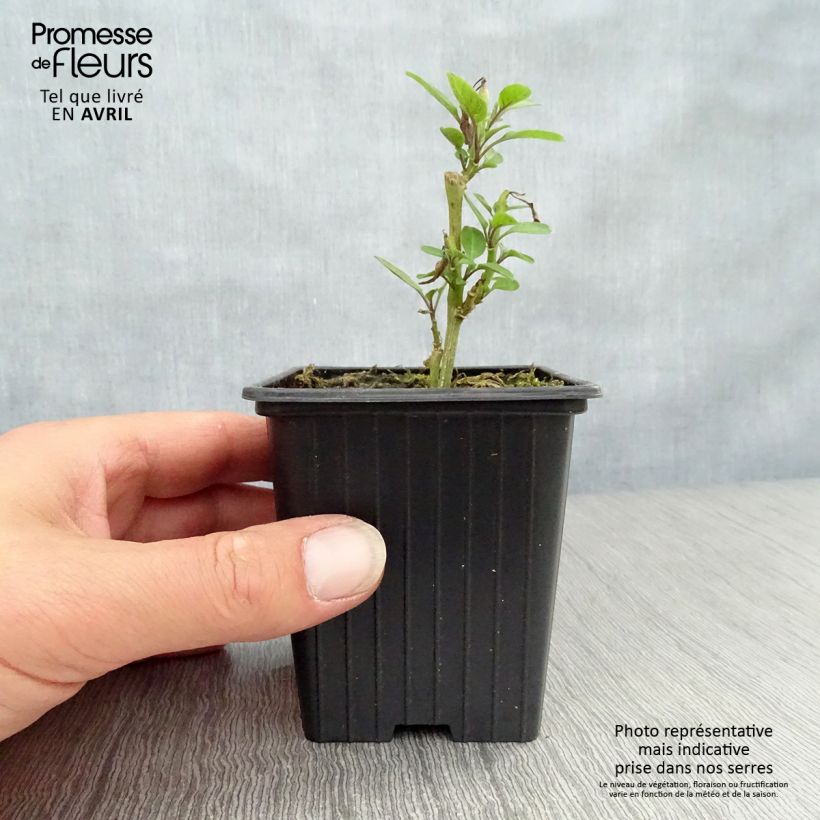 Pepino - Solanum muricatum Vasetto da 7/8 cm esemplare consegnato in primavera