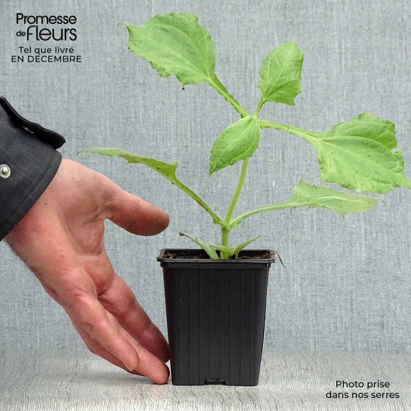 Yacón Bio Vasetto da 8/9 cm esemplare consegnato in inverno