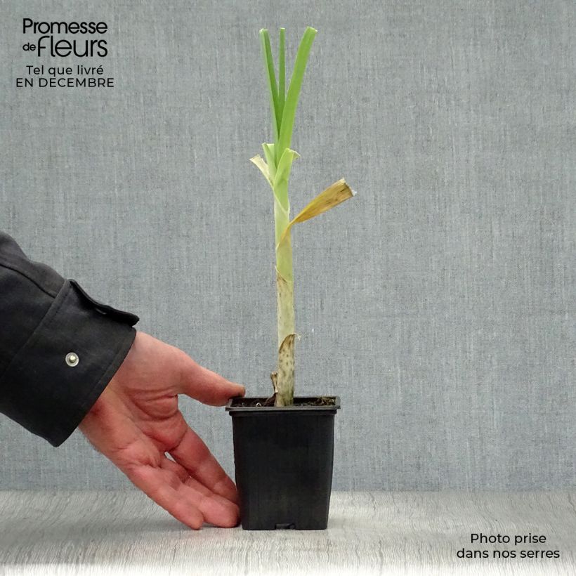 Porro perenne Bio Vasetto da 7/8 cm esemplare consegnato in inverno