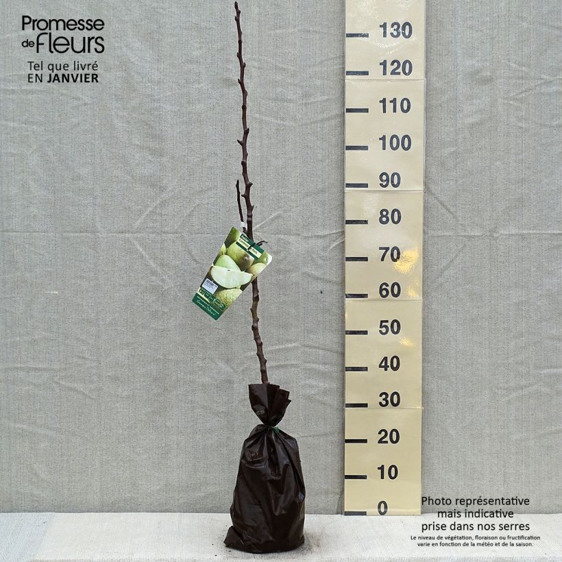 Pero Comtesse de Paris Zolla 'Pronta da piantare', Astone esemplare consegnato in inverno