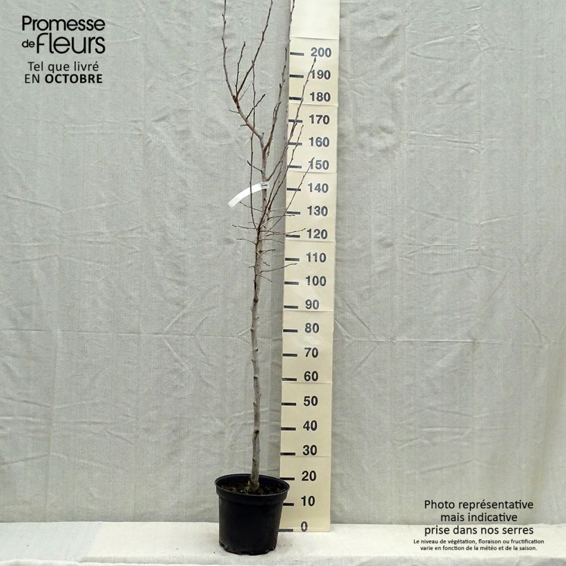 Esemplare di Pero Williams Vaso da 7,5L/10L, Vaso impalcato medio come consegnato in autunno