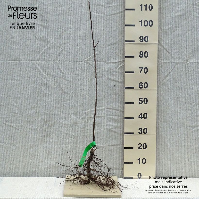 Pero Williams Rosso Bio Piante grandi a radice nuda, Astone esemplare consegnato in inverno