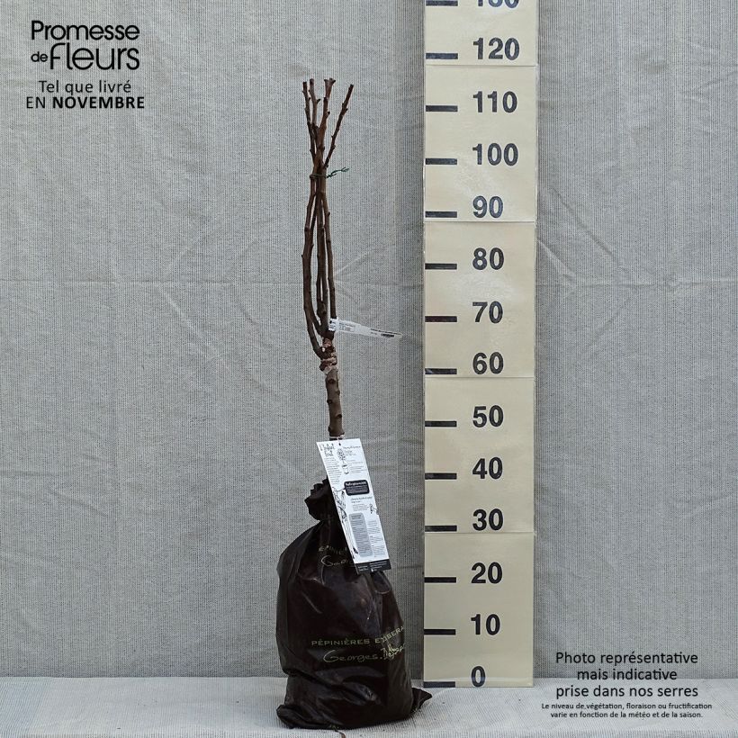 Esemplare di Pero nano Belle Helene Zolla 'Pronta da piantare', Vaso impalcato basso come consegnato in autunno