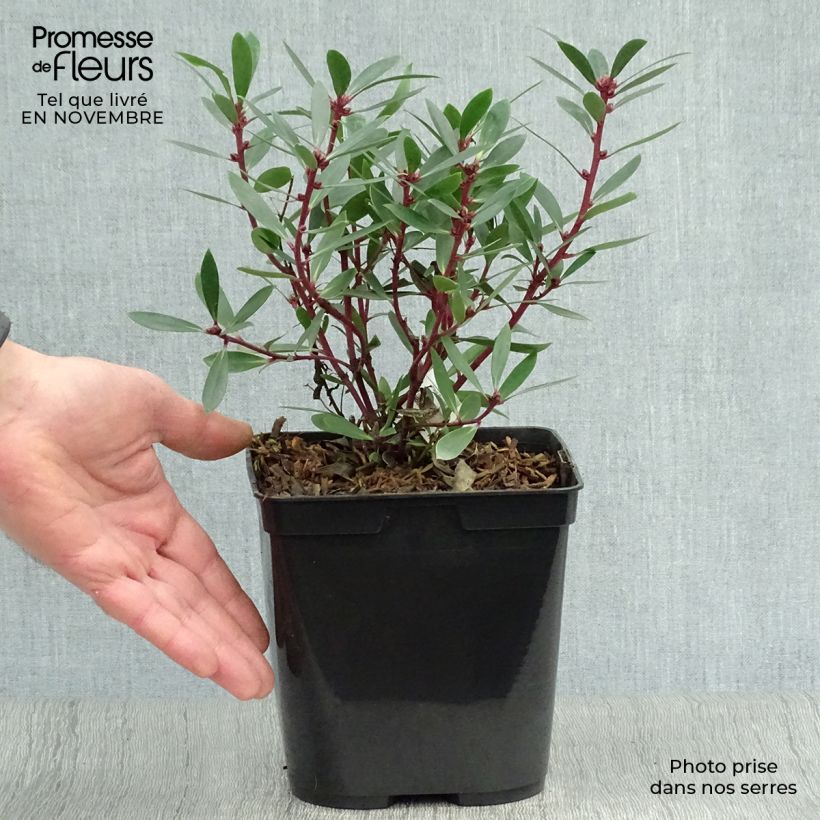Esemplare di Drimys aromatica Vaso da 2L/3L come consegnato in autunno