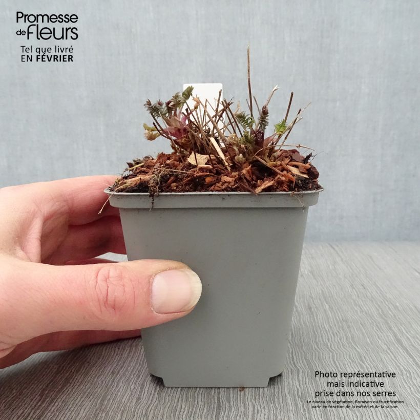 Polemonium Bressingham Purple Vasetto da 8/9 cm esemplare consegnato in inverno