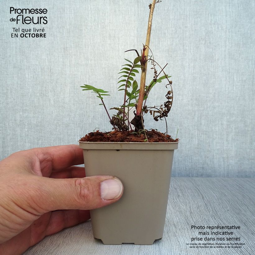 Esemplare di Polemonium Bressingham Purple Vasetto da 8/9 cm come consegnato in autunno
