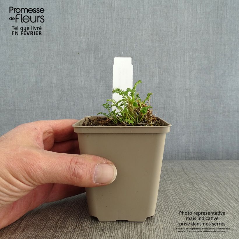 Polemonium yezoense Halfway to Paradise Vasetto da 8/9 cm esemplare consegnato in inverno