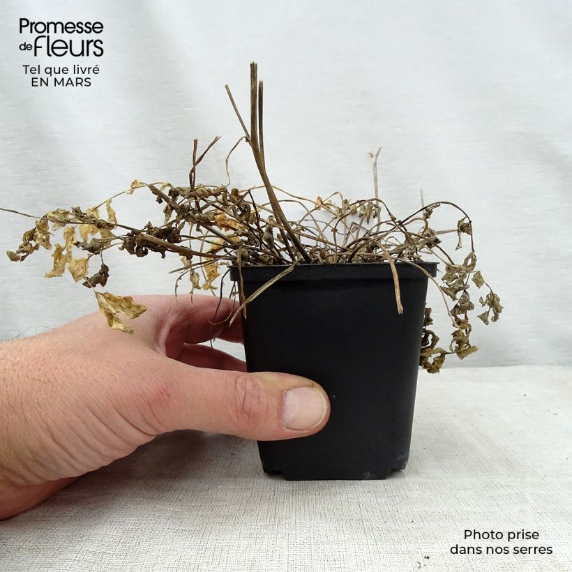 Polemonium reptans Stairway to Heaven Vasetto da 8/9 cm esemplare consegnato in primavera