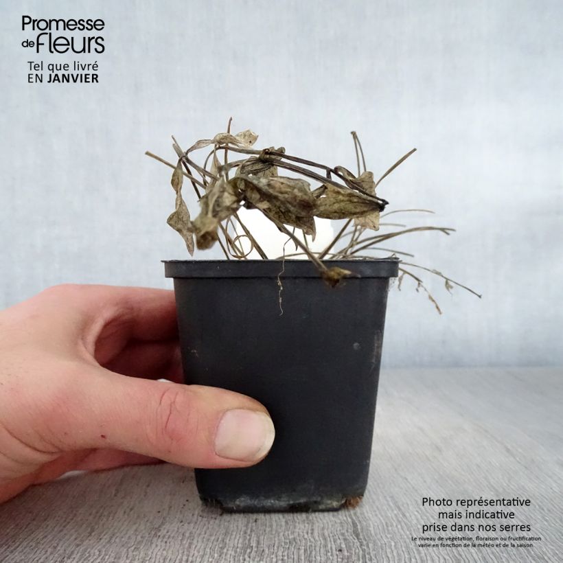 Polemonium reptans Stairway to Heaven Vasetto da 8/9 cm esemplare consegnato in inverno