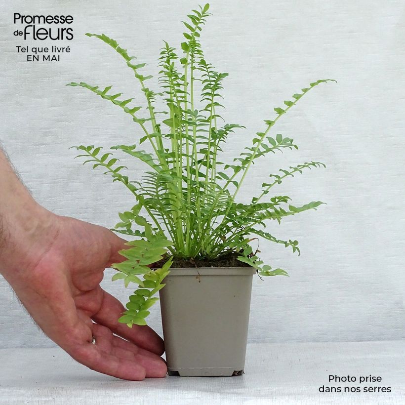 Polemonium caeruleum Album - Valeriana greca Vasetto da 8/9 cm esemplare consegnato in primavera