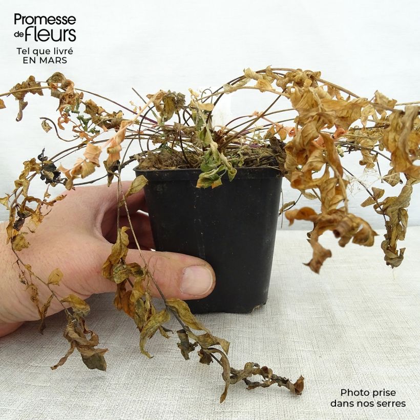 Polemonium caeruleum Lambrook Mauve - Valeriana greca Vasetto da 8/9 cm esemplare consegnato in primavera