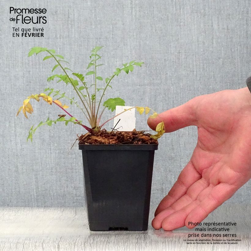 Polemonium caeruleum Lambrook Mauve - Valeriana greca Vasetto da 8/9 cm esemplare consegnato in inverno