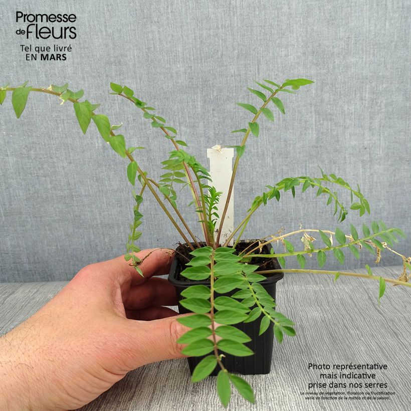 Polemonium carneum Apricot Delight Vasetto da 8/9 cm esemplare consegnato in inverno