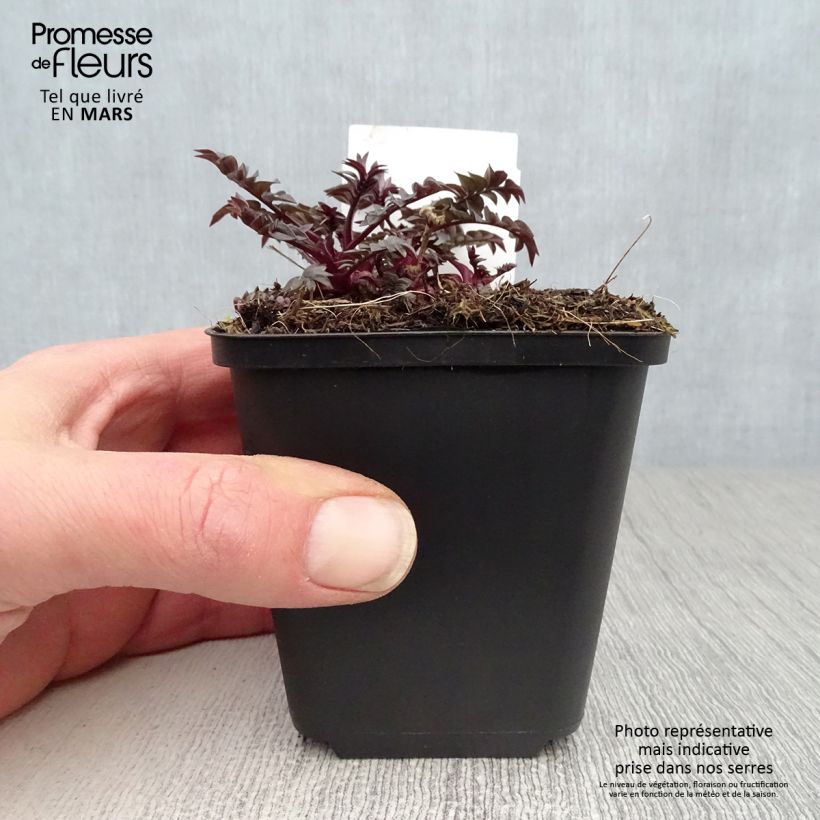 Polemonium Heaven Scent Vasetto da 8/9 cm esemplare consegnato in primavera