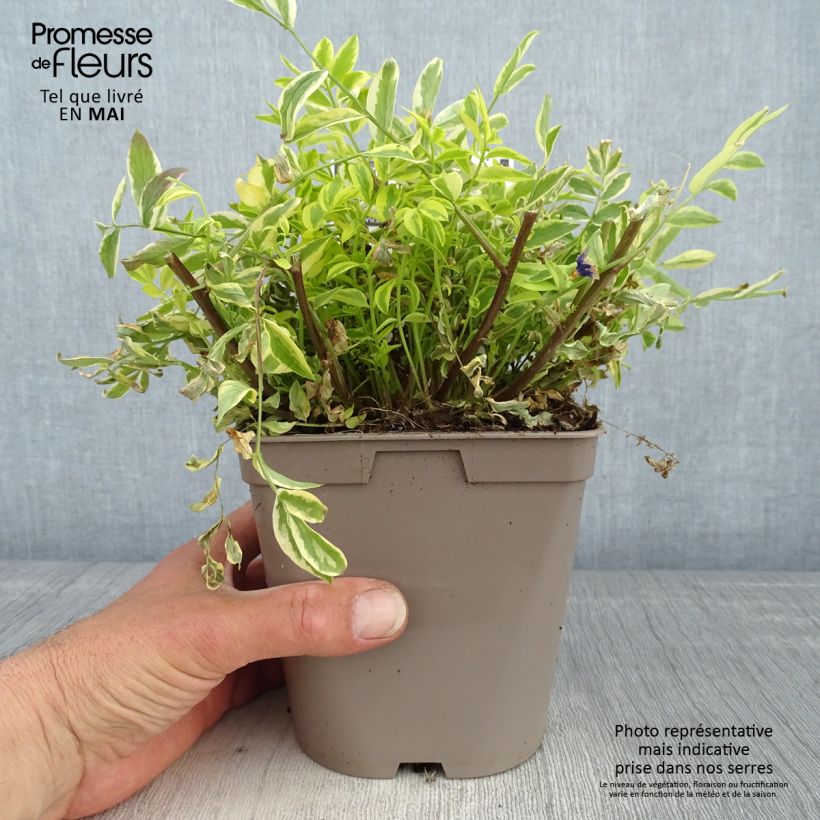 Polemonium pulcherrimum Golden Feathers Vaso da 2L/3L esemplare consegnato in primavera