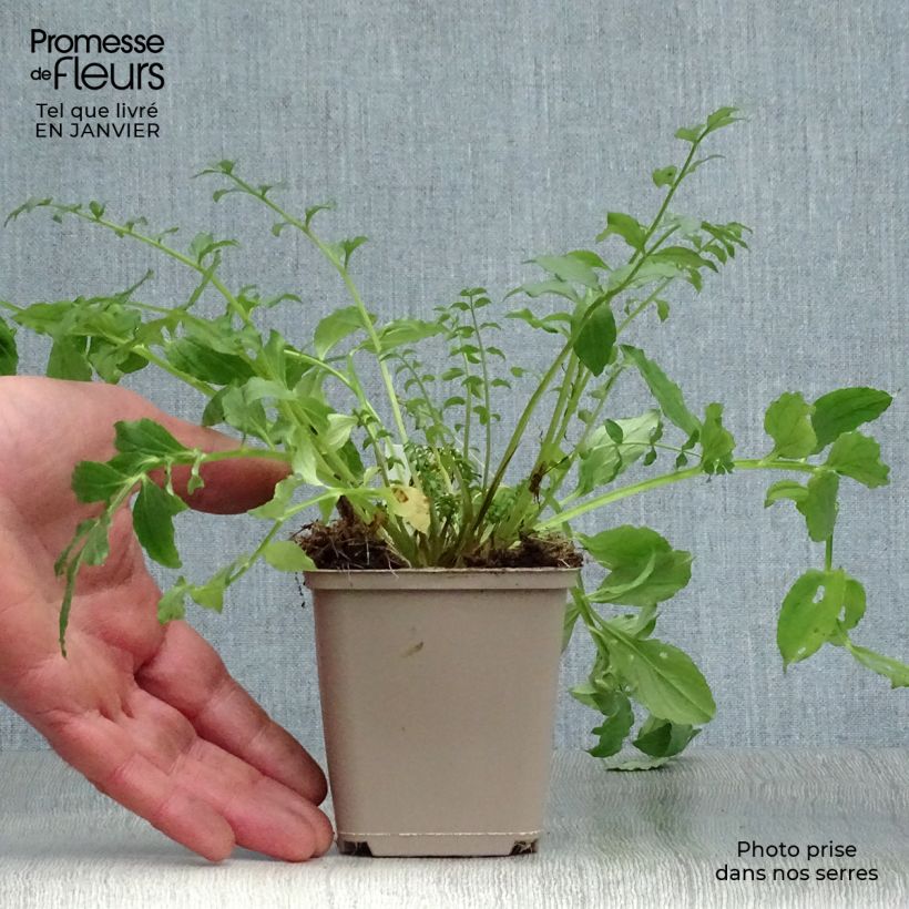 Polemonium reptans Blue Pearl Vasetto da 8/9 cm esemplare consegnato in inverno