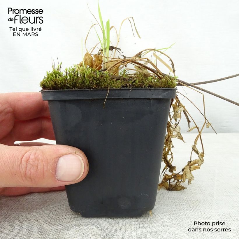 Polemonium reptans Touch of Class Vasetto da 8/9 cm esemplare consegnato in primavera