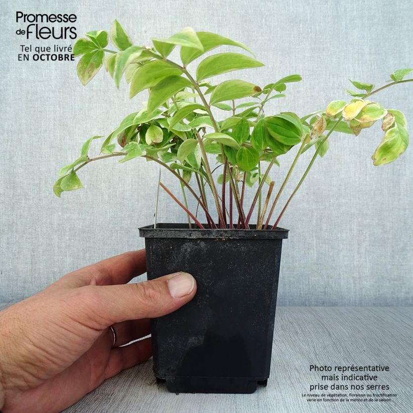Esemplare di Polemonium reptans Touch of Class Vasetto da 8/9 cm come consegnato in autunno