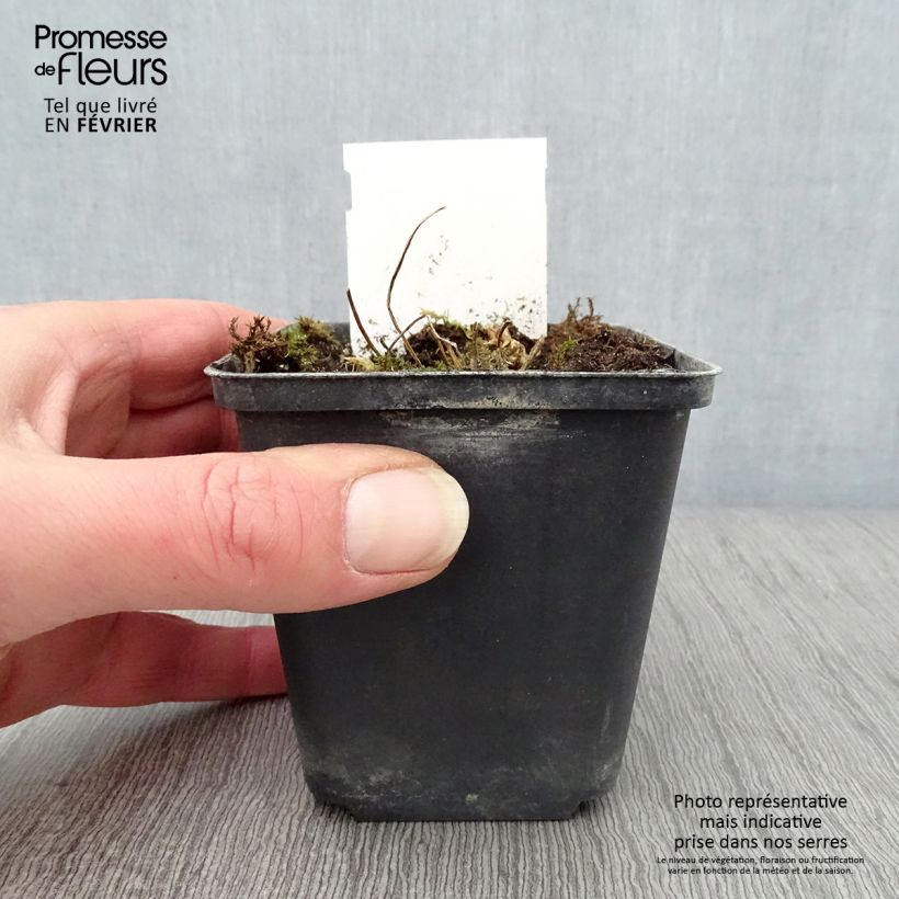 Polemonium reptans Touch of Class Vasetto da 8/9 cm esemplare consegnato in inverno