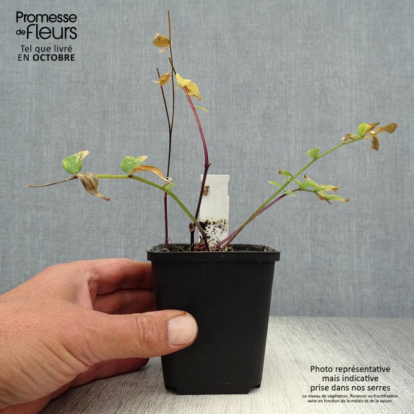 Esemplare di Polemonium yezoense Purple rain Vasetto da 8/9 cm come consegnato in autunno
