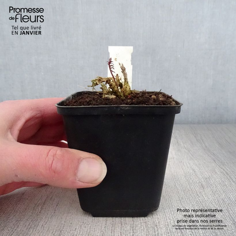 Polemonium yezoense Purple rain Vasetto da 8/9 cm esemplare consegnato in inverno