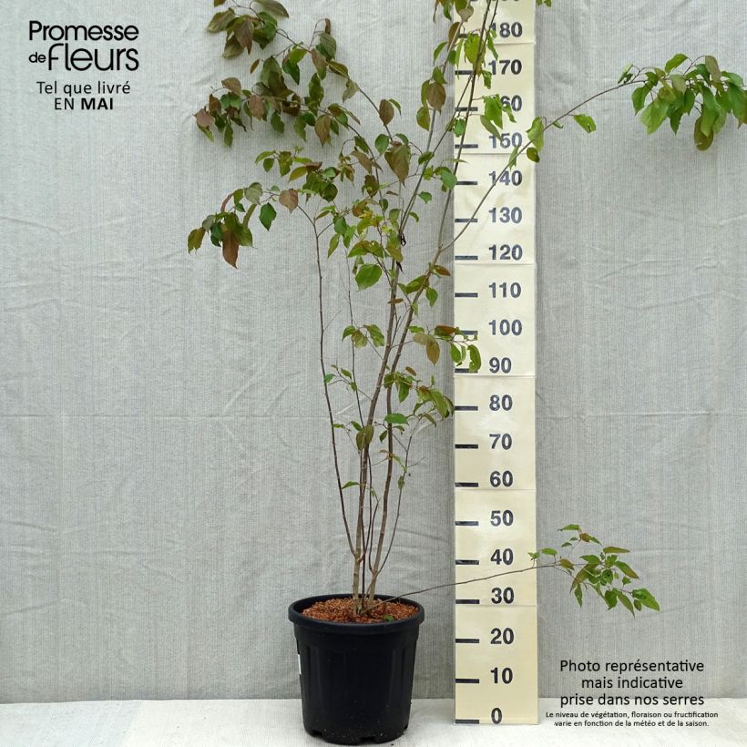 Poliothyrsis sinensis Vaso da 20L/25L esemplare consegnato in primavera