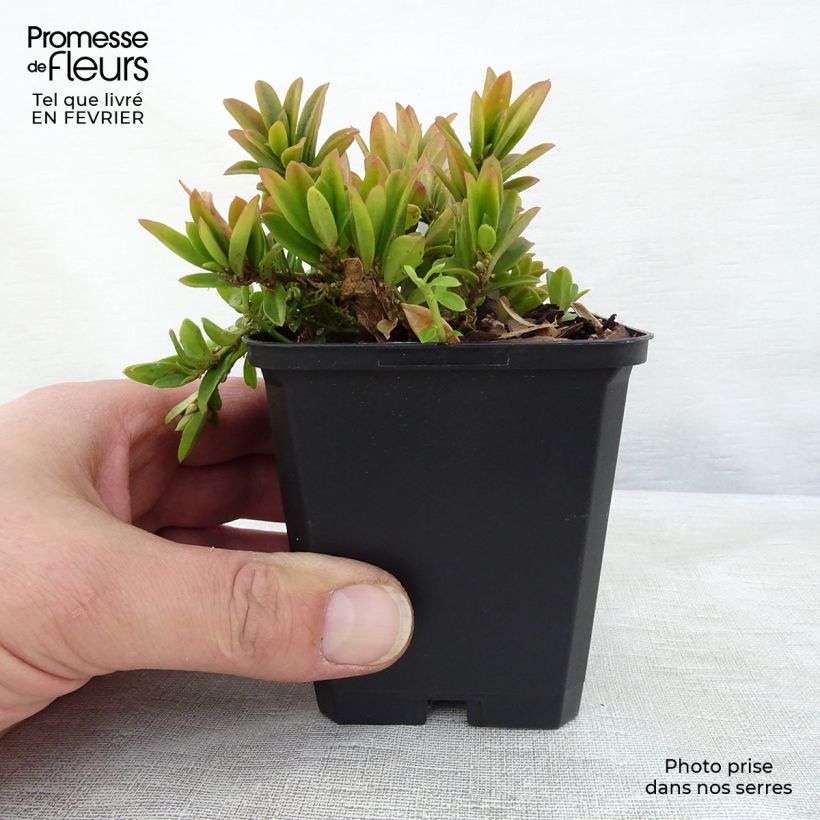 Polygala chamaebuxus Grandiflora - Agave amica Vasetto da 8/9 cm esemplare consegnato in inverno