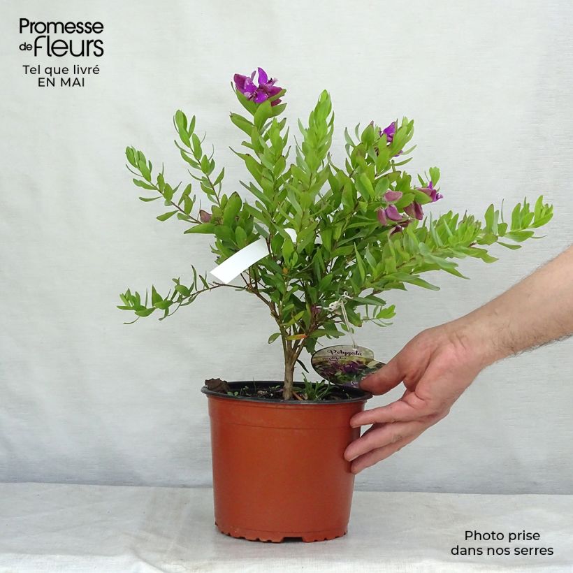 Polygala myrtifolia Vaso da 2L/3L esemplare consegnato in primavera