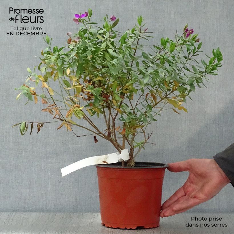 Polygala myrtifolia Vaso da 2L/3L esemplare consegnato in inverno
