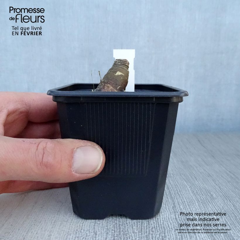 Polygonatum Weihenstephan - Sigillo di Salomone Vasetto da 8/9 cm esemplare consegnato in inverno