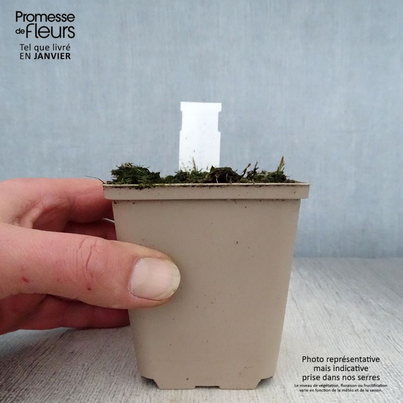 Polygonatum humile - Sigillo di Salomone Vasetto da 8/9 cm esemplare consegnato in inverno