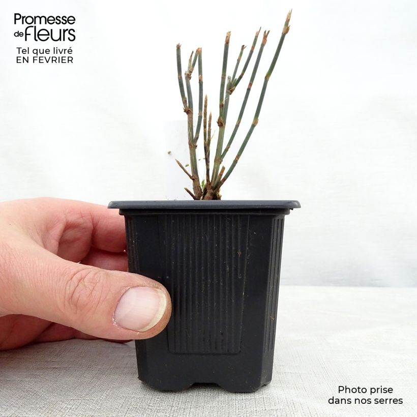 Polygonum scoparium - Poligono scopario Vasetto da 8/9 cm esemplare consegnato in inverno