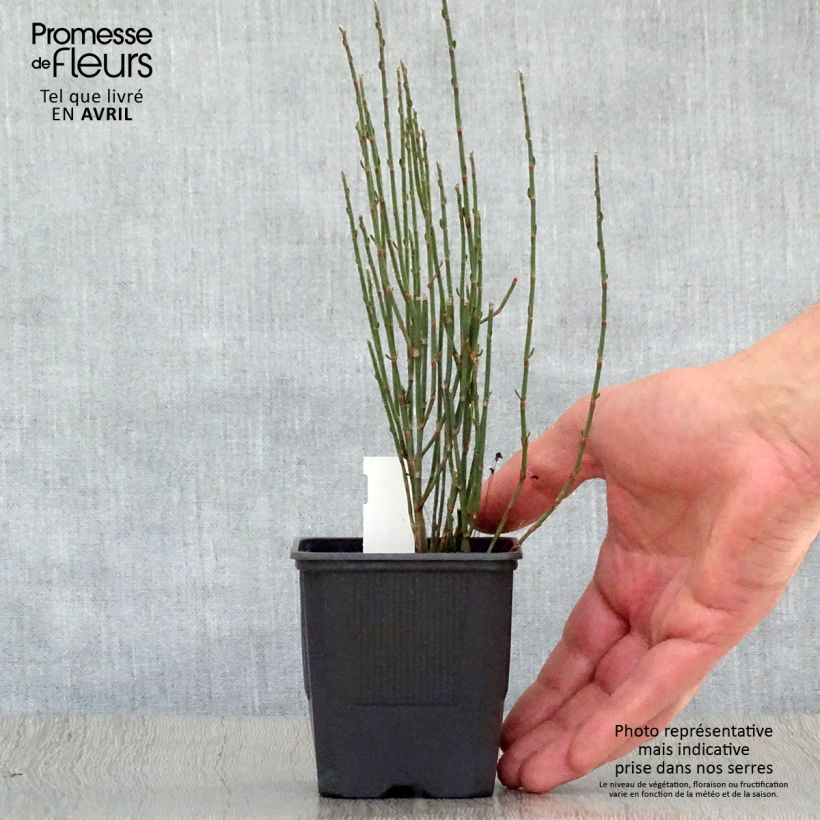 Polygonum scoparium - Poligono scopario Vasetto da 8/9 cm esemplare consegnato in primavera