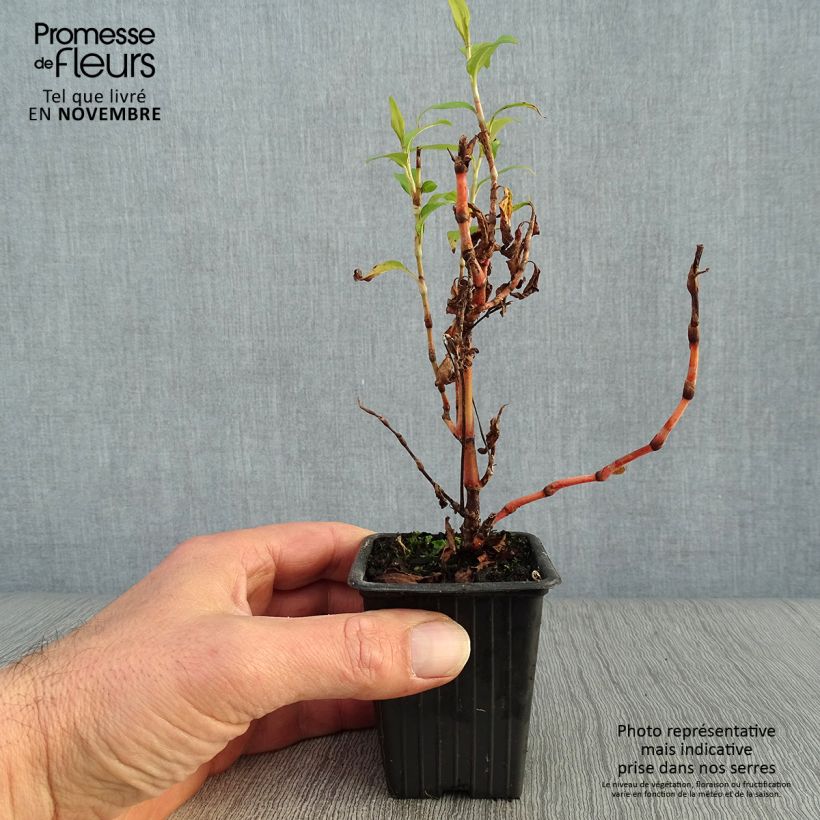 Esemplare di Polygonum odoratum - Coriandolo vietnamita Vasetto da 8/9 cm come consegnato in autunno