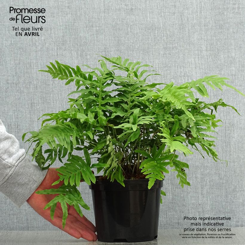 Polypodium cambricum Whitley Giant - Polipodio meridionale Vaso da 2L/3L esemplare consegnato in primavera