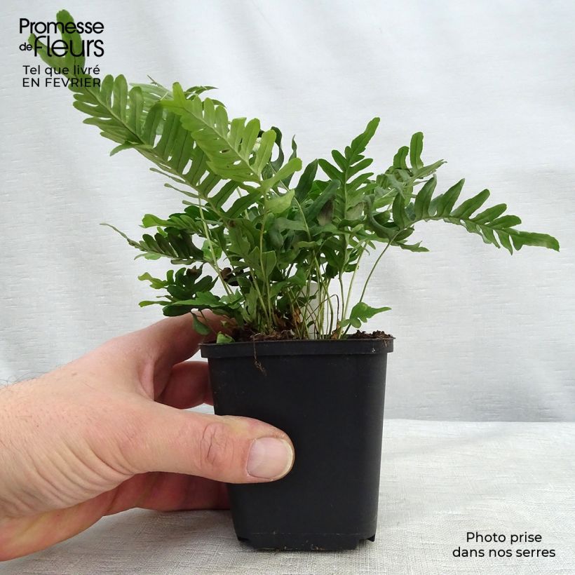 Polypodium vulgare Bifido Multifidum - Polipodio comune Vasetto da 8/9 cm esemplare consegnato in inverno
