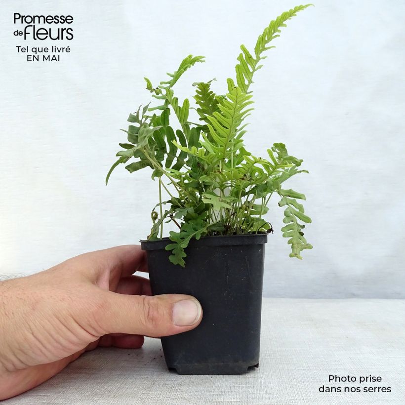 Polypodium vulgare Bifido Multifidum - Polipodio comune Vasetto da 8/9 cm esemplare consegnato in primavera
