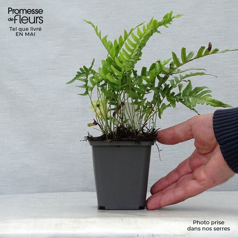 Polypodium vulgare - Polipodio comune Vasetto da 8/9 cm esemplare consegnato in primavera