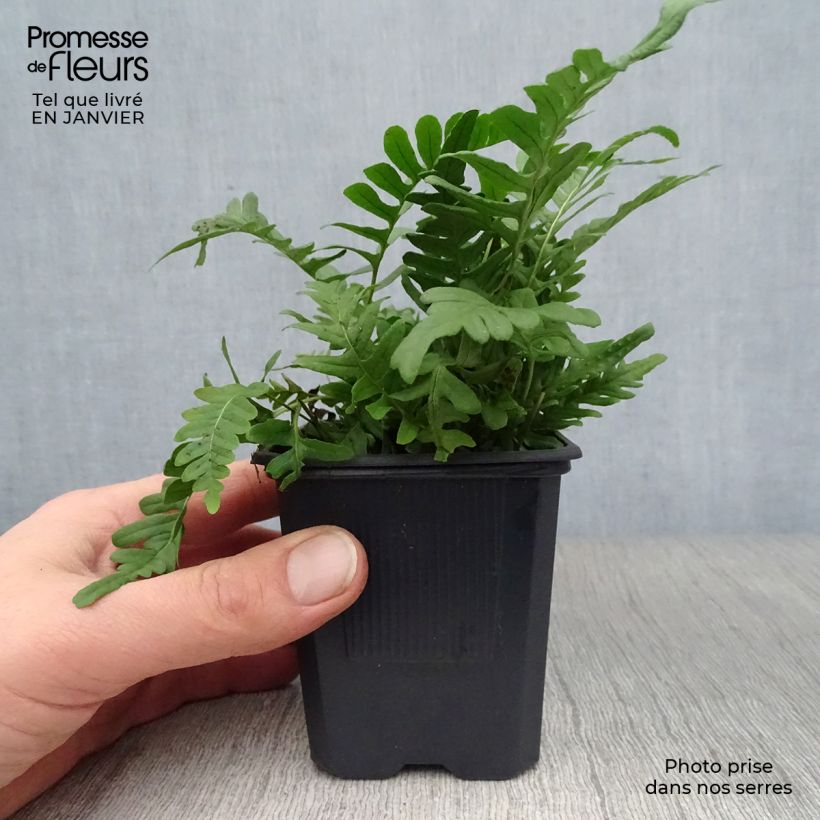 Polypodium vulgare - Polipodio comune Vasetto da 8/9 cm esemplare consegnato in inverno
