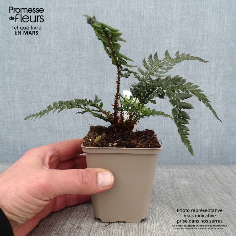 Polystichum Shiny Holy Fern Vasetto da 8/9 cm esemplare consegnato in inverno