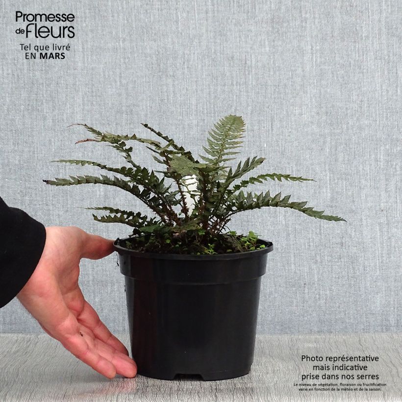 Polystichum Shiny Holy Fern Vaso da 2L/3L esemplare consegnato in inverno