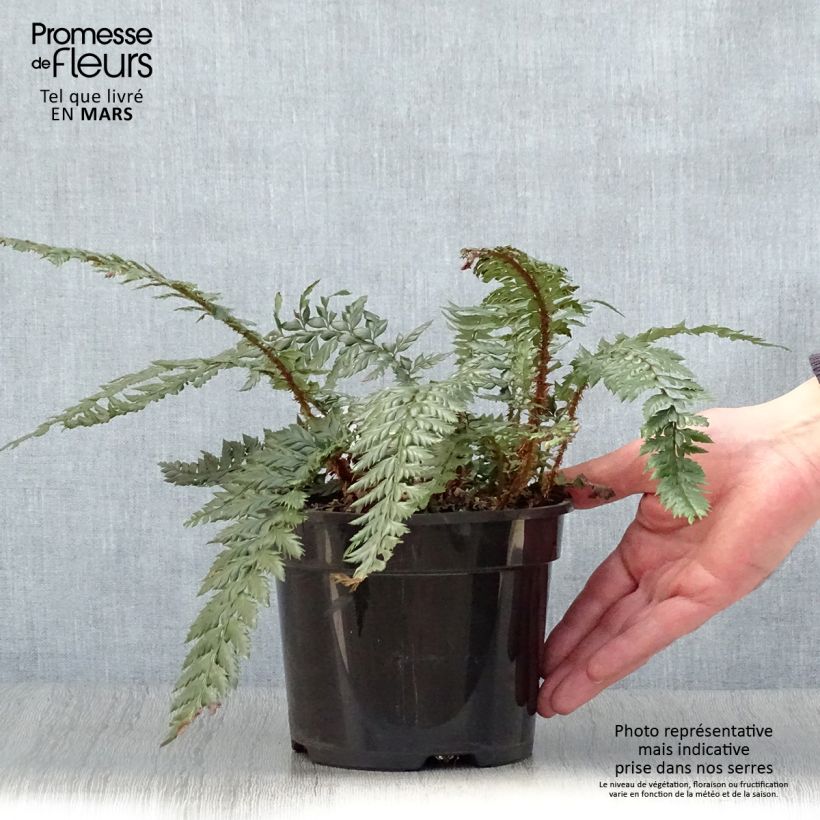 Polystichum Shiny Holy Fern Vaso da 2L/3L esemplare consegnato in primavera
