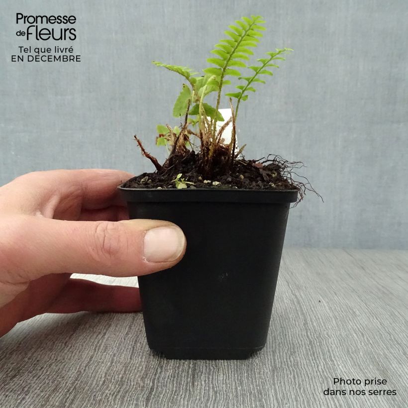 Polystichum acrostichoides Vasetto da 8/9 cm esemplare consegnato in inverno