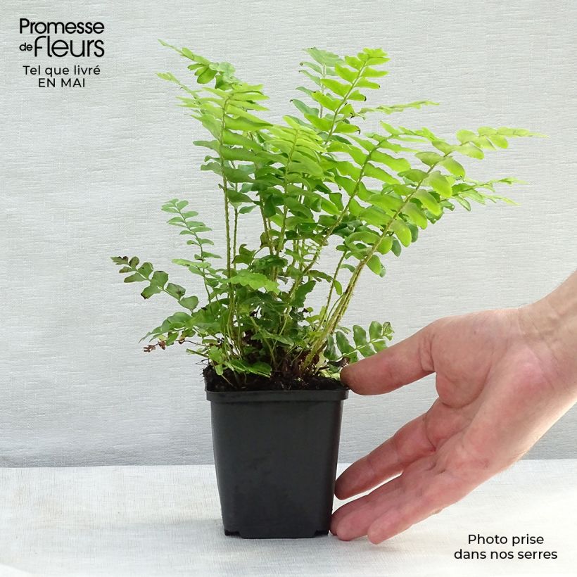 Polystichum acrostichoides Vasetto da 8/9 cm esemplare consegnato in primavera