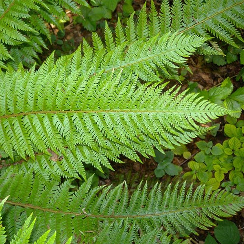Polystichum aculeatum - Felce aculeata (Fogliame)