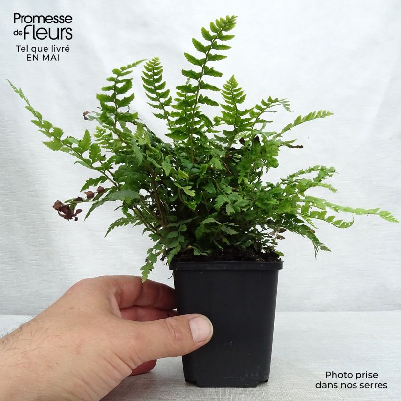 Polystichum aculeatum - Felce aculeata Vasetto da 8/9 cm esemplare consegnato in primavera