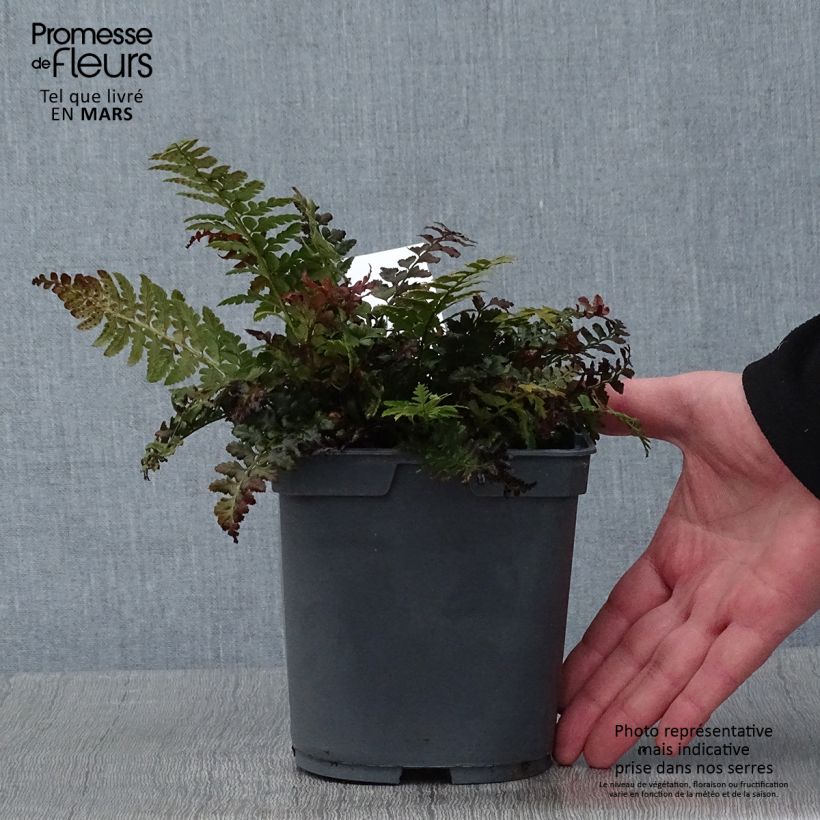 Polystichum aculeatum - Felce aculeata Vaso da 2L/3L esemplare consegnato in inverno