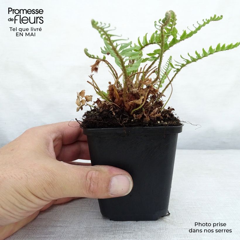 Polystichum munitum Vasetto da 8/9 cm esemplare consegnato in primavera